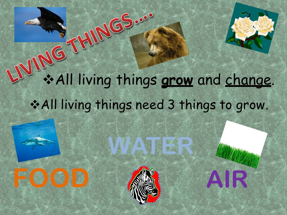 FOOD WATER AIR LIVING THINGS…. All living things grow and change.