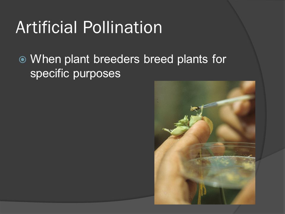 Artificial Pollination