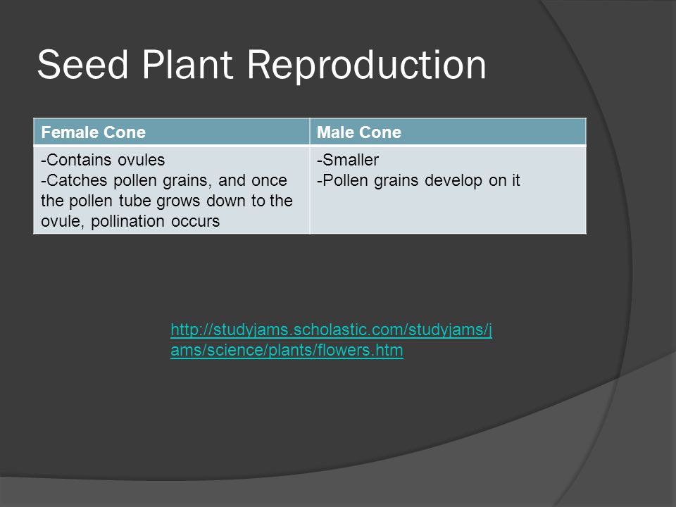 Seed Plant Reproduction