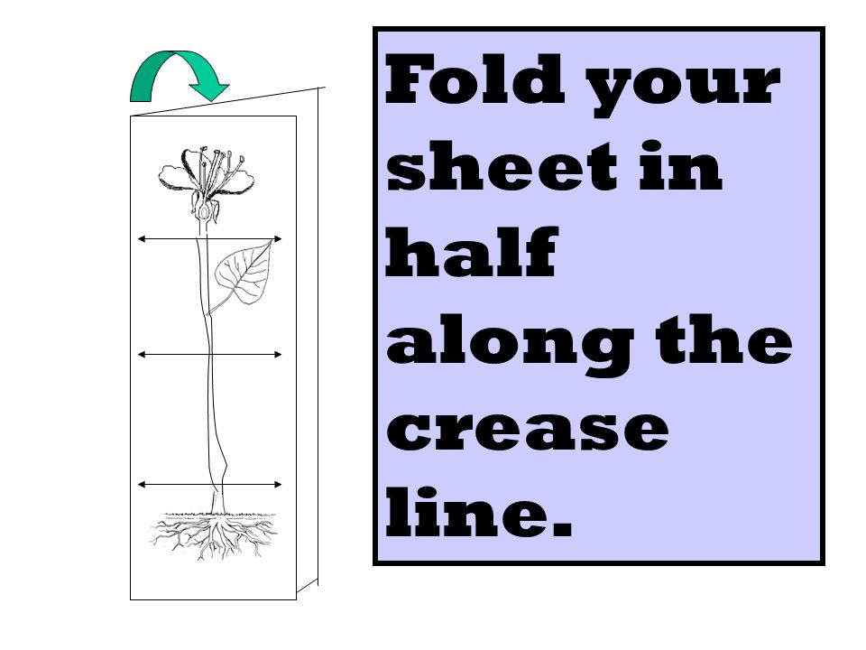 Fold your sheet in half along the crease line.