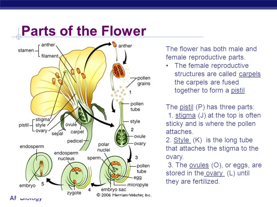 Parts of the Flower The flower has both male and female reproductive parts.
