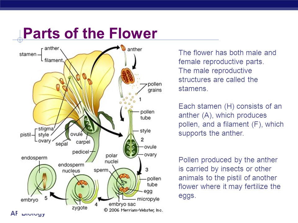 Parts of the Flower The flower has both male and female reproductive parts. The male reproductive structures are called the stamens.