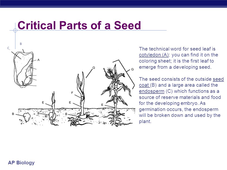 Critical Parts of a Seed