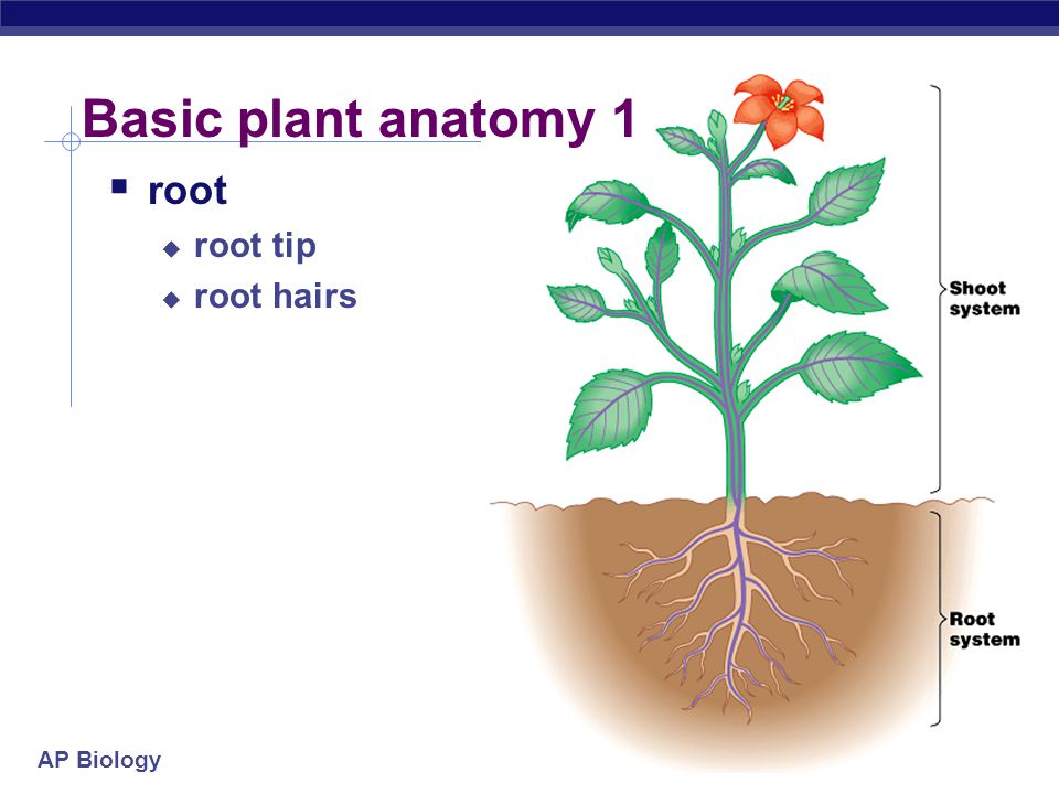 Basic plant anatomy 1 root root tip root hairs