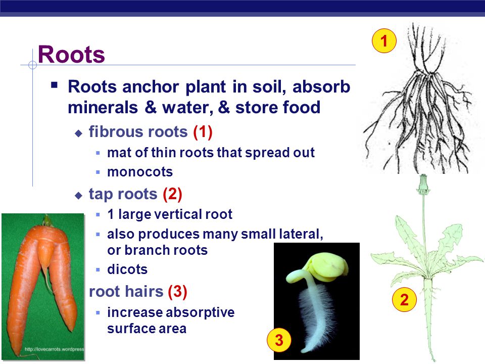 1 Roots. Roots anchor plant in soil, absorb minerals & water, & store food. fibrous roots (1) mat of thin roots that spread out.