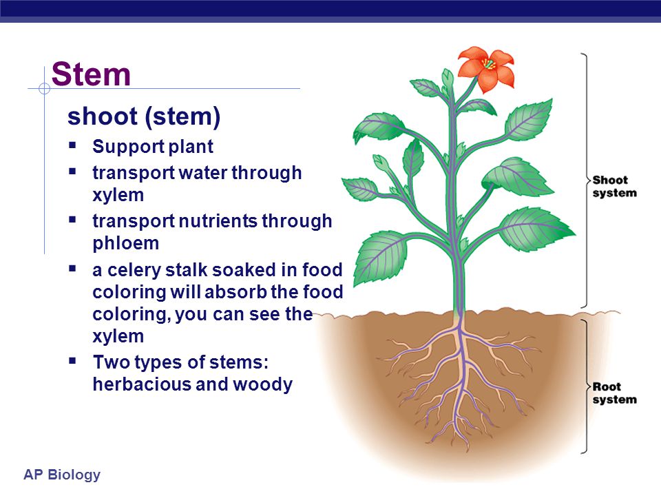 Stem shoot (stem) Support plant transport water through xylem