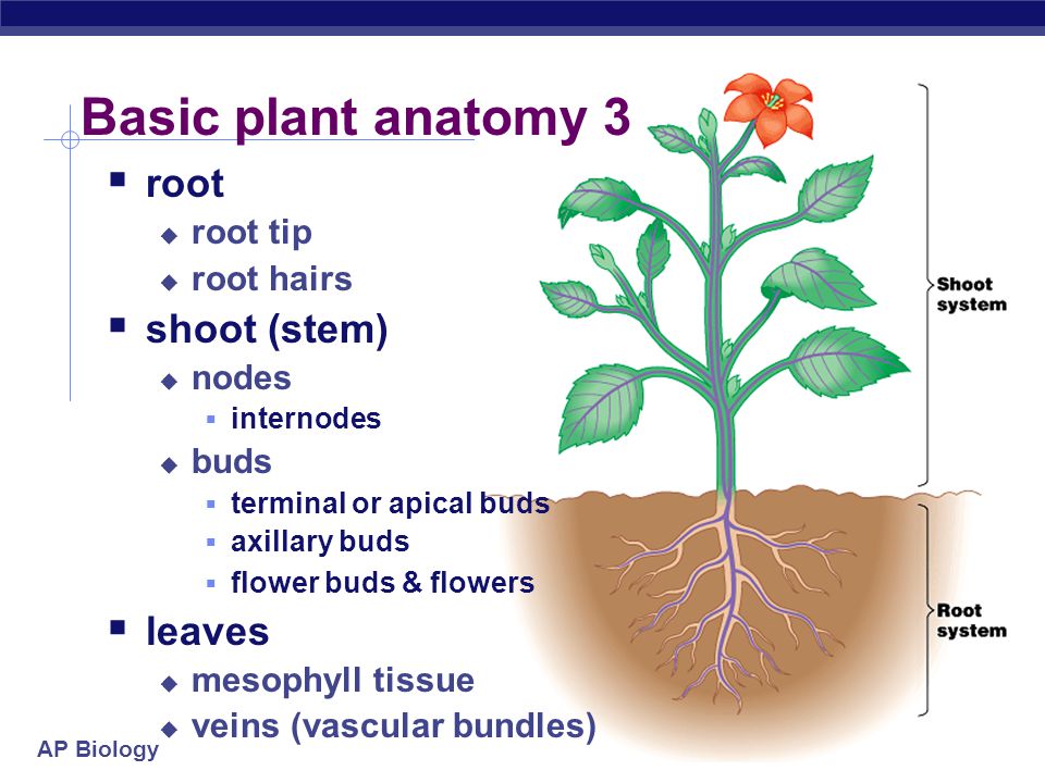 Basic plant anatomy 3 root shoot (stem) leaves root tip root hairs