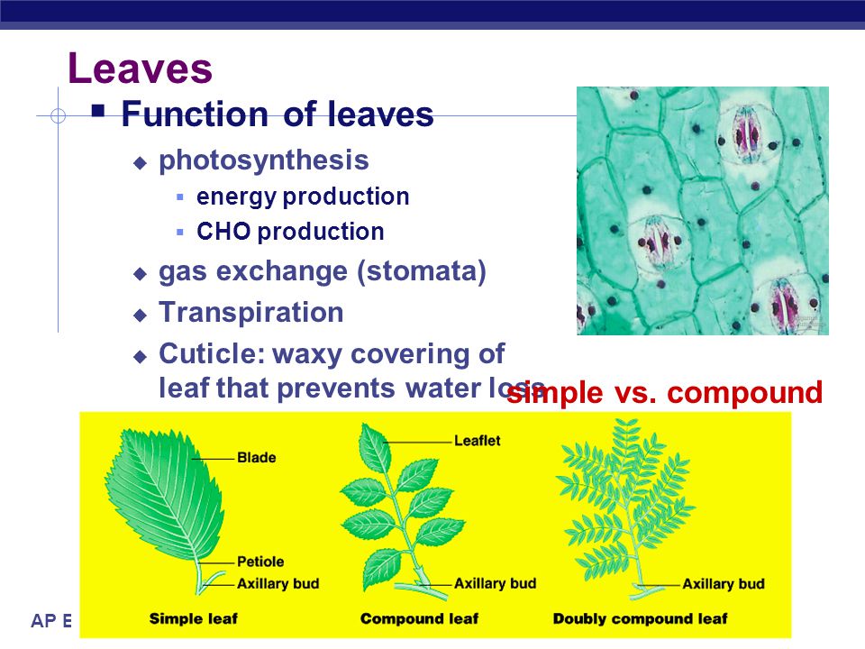 Leaves Function of leaves simple vs. compound photosynthesis