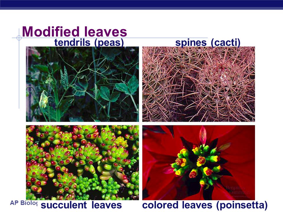 colored leaves (poinsetta)