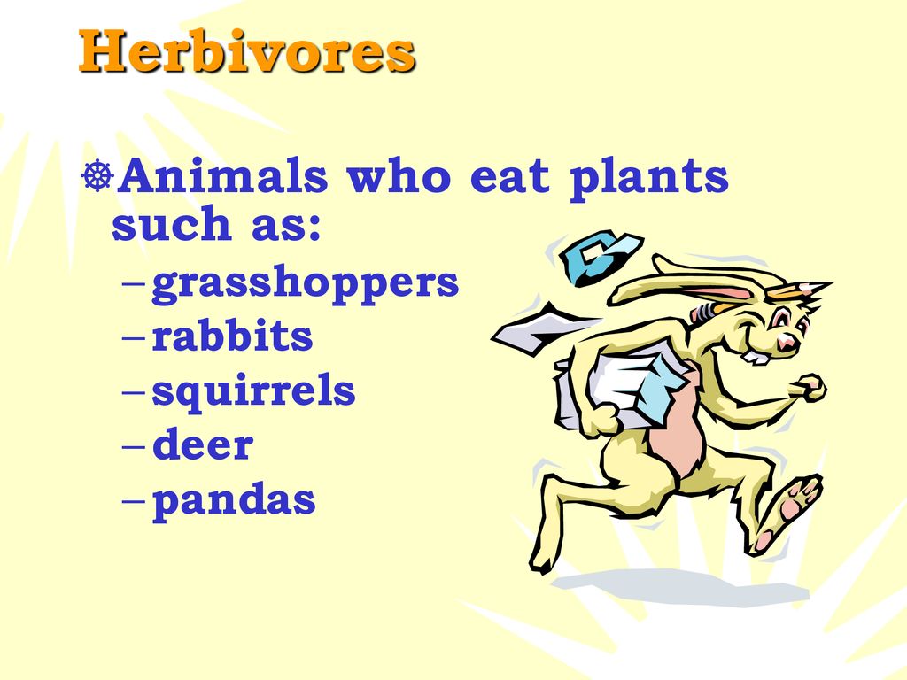 Food Chains and Food Webs Biology Diagrams