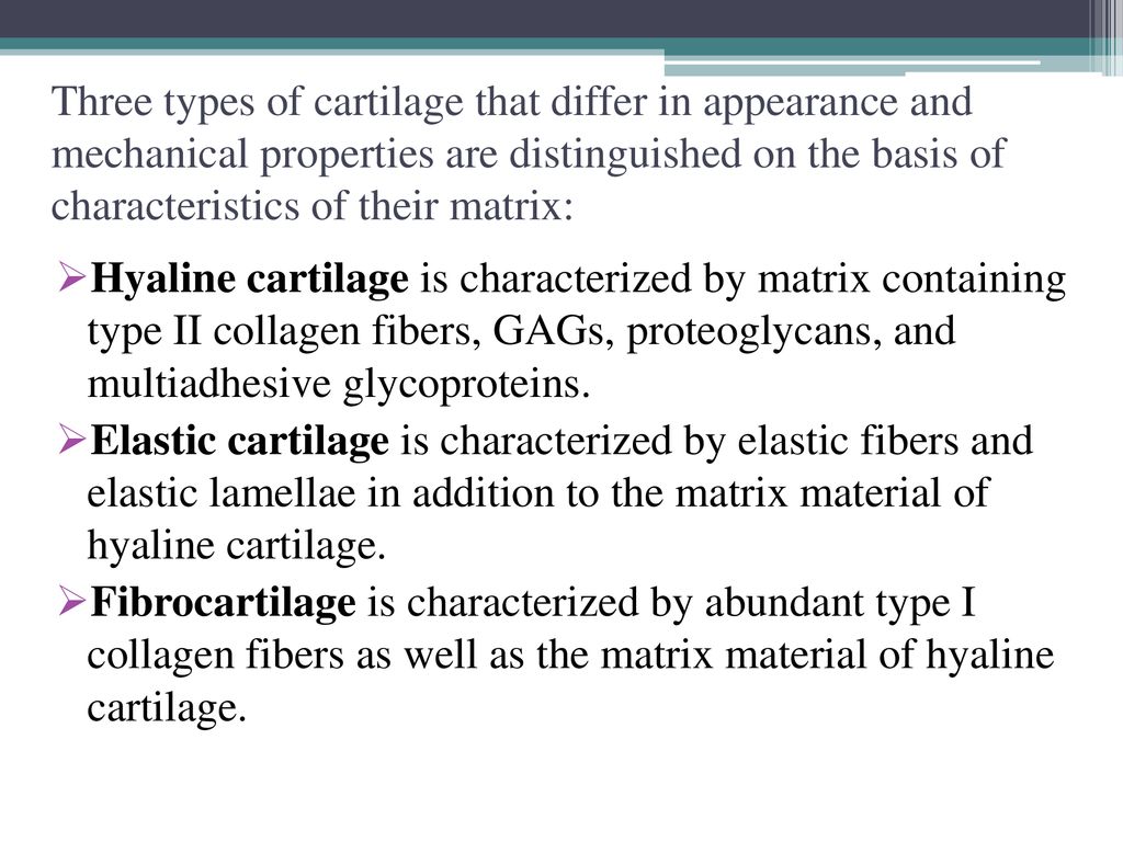 The bone The cartilage Muscle tissue Biology Diagrams