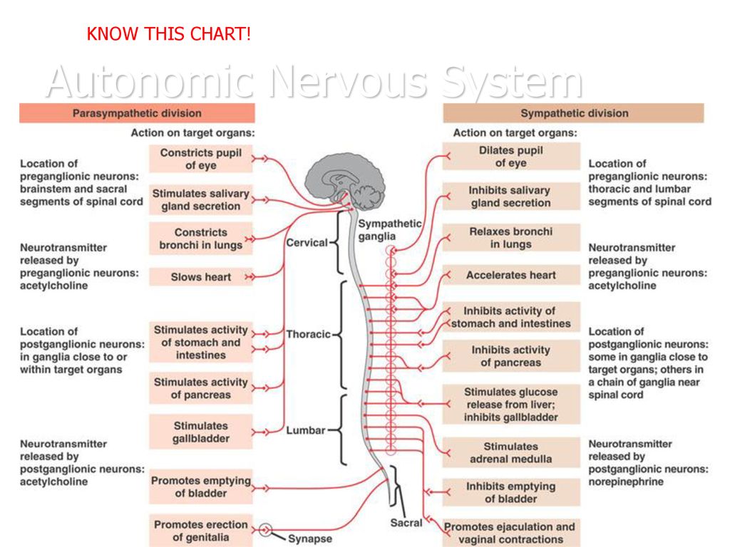 Nervous Systems. Biology Diagrams