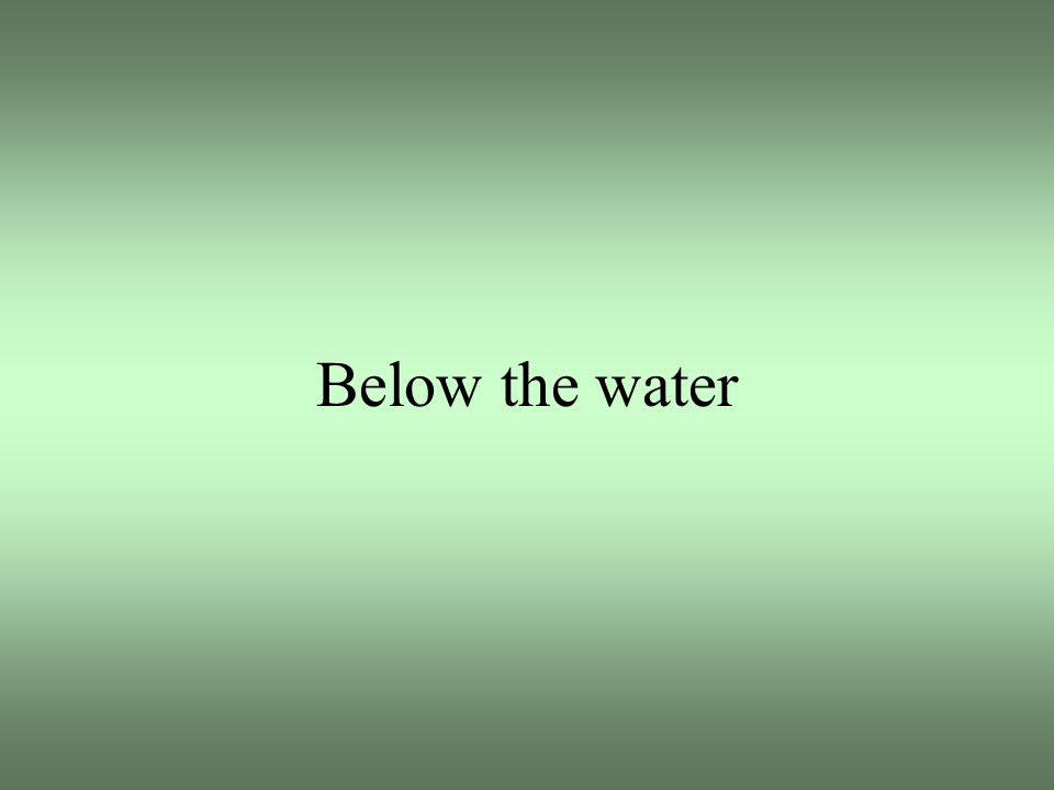 Below the water