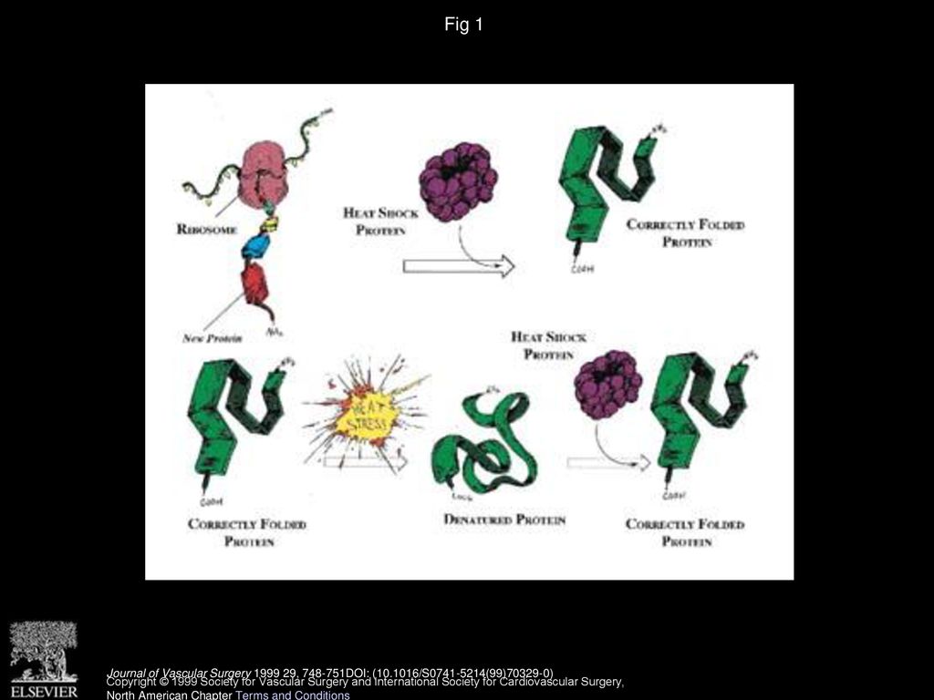 Heat shock proteins: A review of the molecular chaperones Biology Diagrams