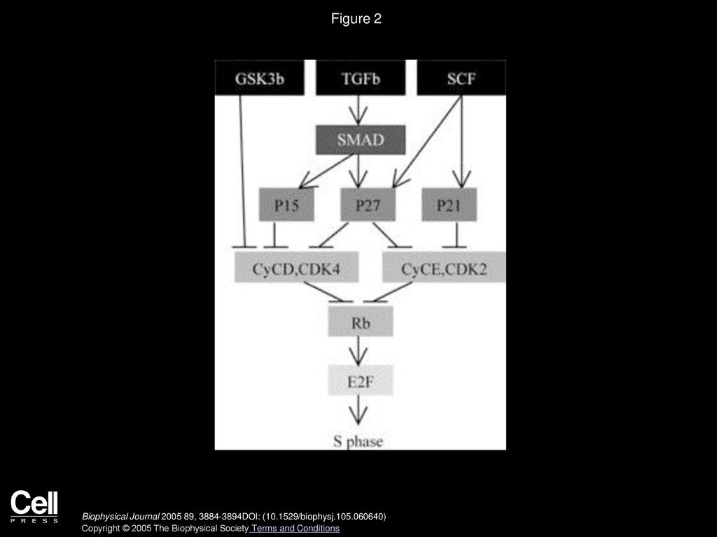 A Multiscale Model for Avascular Tumor Growth Biology Diagrams