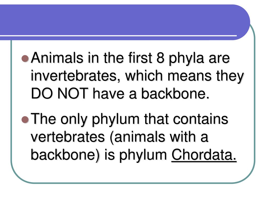 What kinds of organisms most likely gave rise to the first animals
