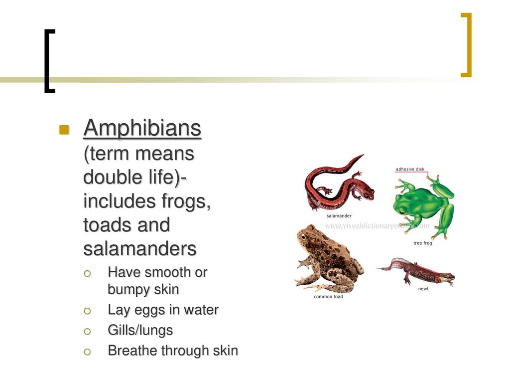 What kinds of organisms most likely gave rise to the first animals