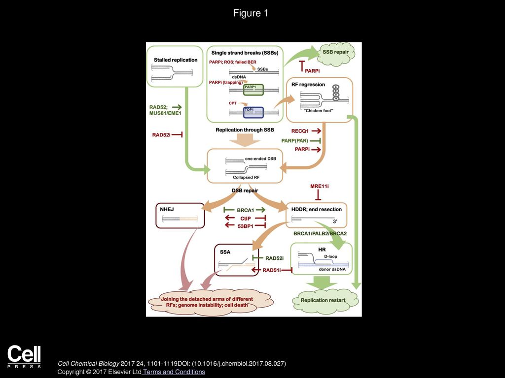 Molecule Inhibitors Targeting DNA Repair and DNA Repair ... Biology Diagrams
