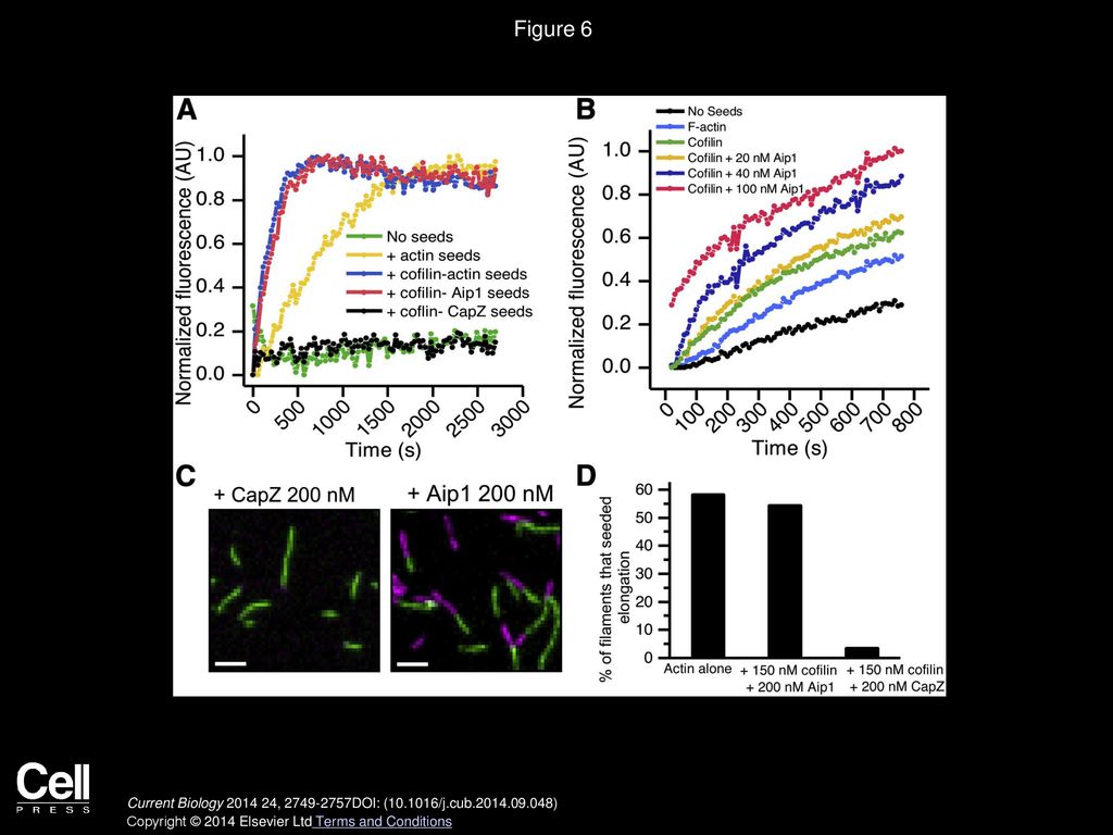 Aip1 Destabilizes Cofilin-Saturated Actin Filaments By Severing And ...