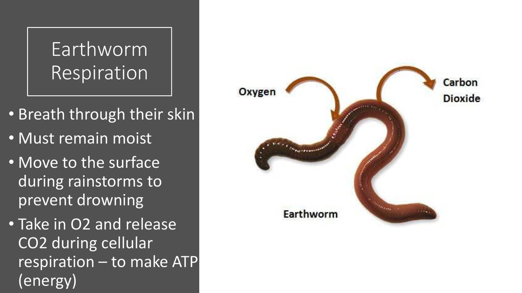 Earthworm Dissection Guide - ppt download