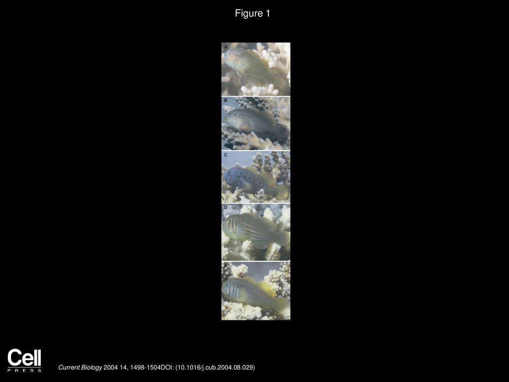 Evidence For Sympatric Speciation By Host Shift In The Sea Ppt Download