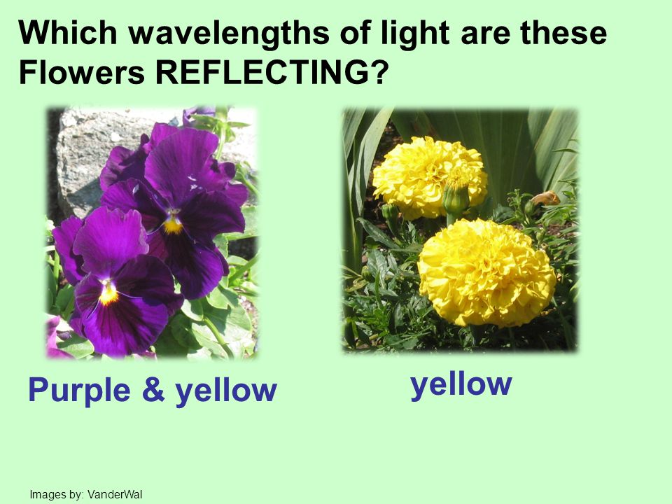 Download Free Understanding Photosynthesis Chapter 8 Academic Biology Ppt Video Online Download PSD Mockup Template