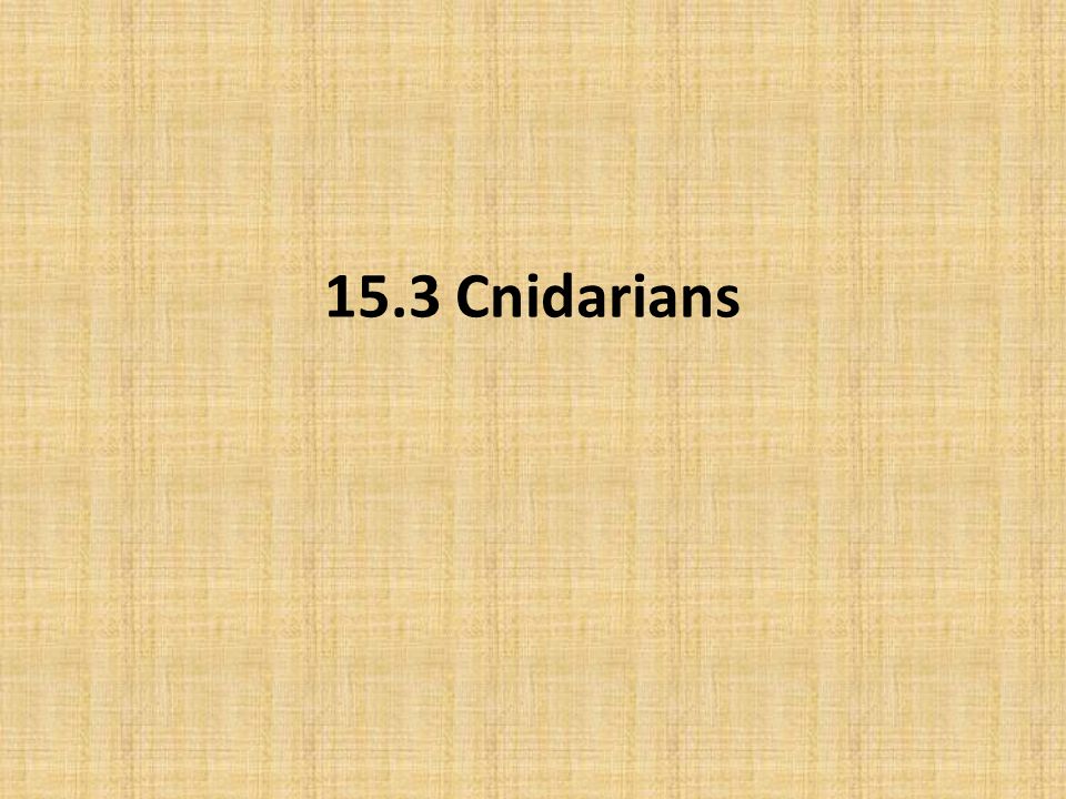 15.3 Cnidarians