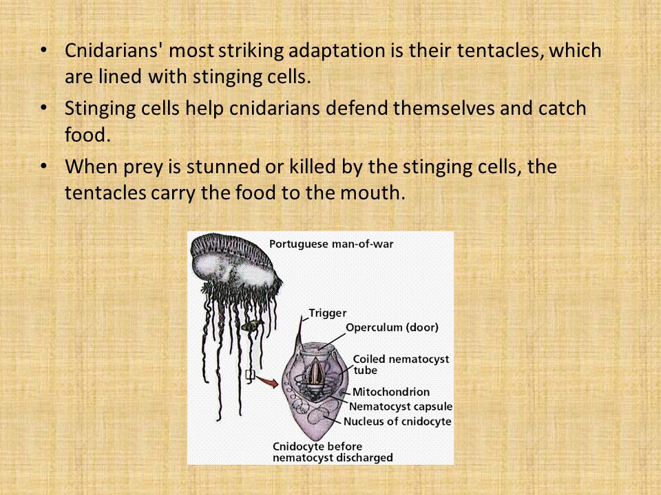 Cnidarians most striking adaptation is their tentacles, which are lined with stinging cells.