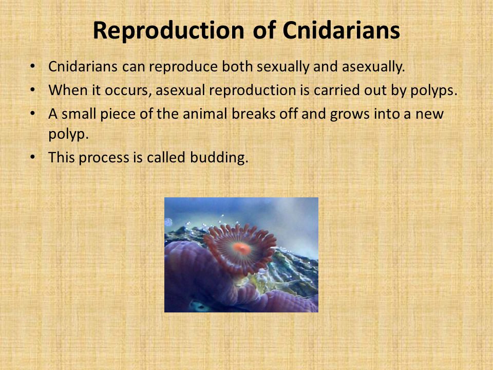 Reproduction of Cnidarians