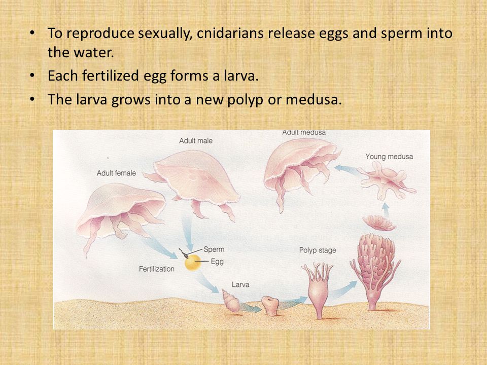 To reproduce sexually, cnidarians release eggs and sperm into the water.