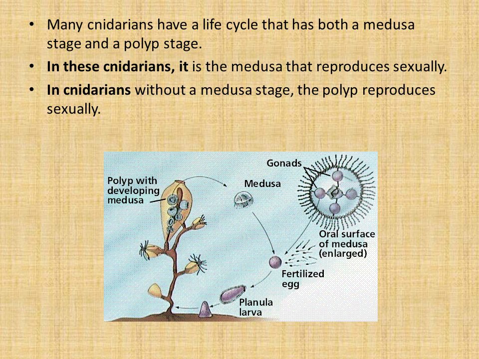 Many cnidarians have a life cycle that has both a medusa stage and a polyp stage.