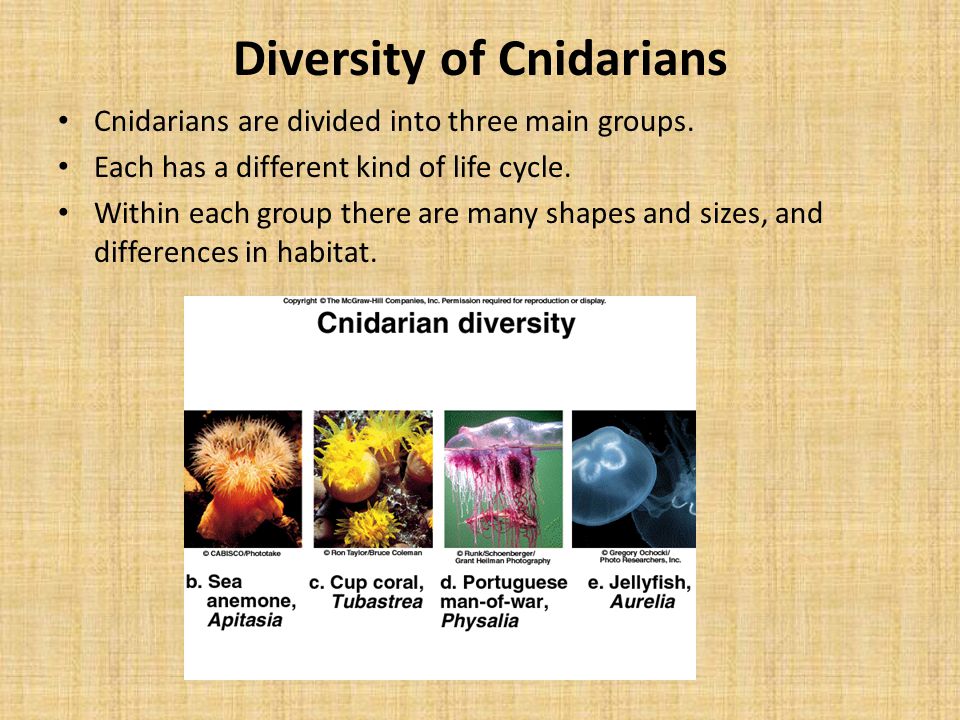 Diversity of Cnidarians