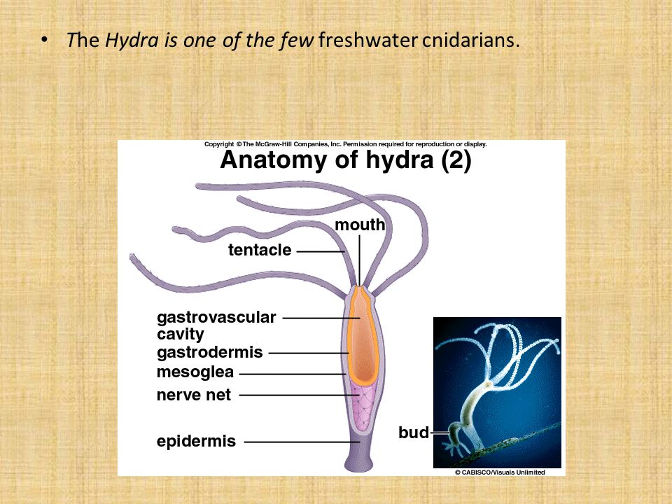 The Hydra is one of the few freshwater cnidarians.