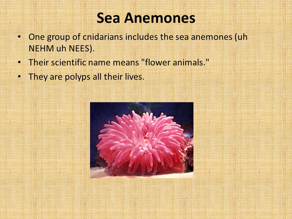 Sea Anemones One group of cnidarians includes the sea anemones (uh NEHM uh NEES). Their scientific name means flower animals.
