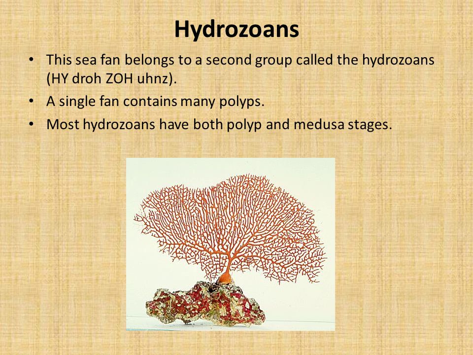 Hydrozoans This sea fan belongs to a second group called the hydrozoans (HY droh ZOH uhnz). A single fan contains many polyps.