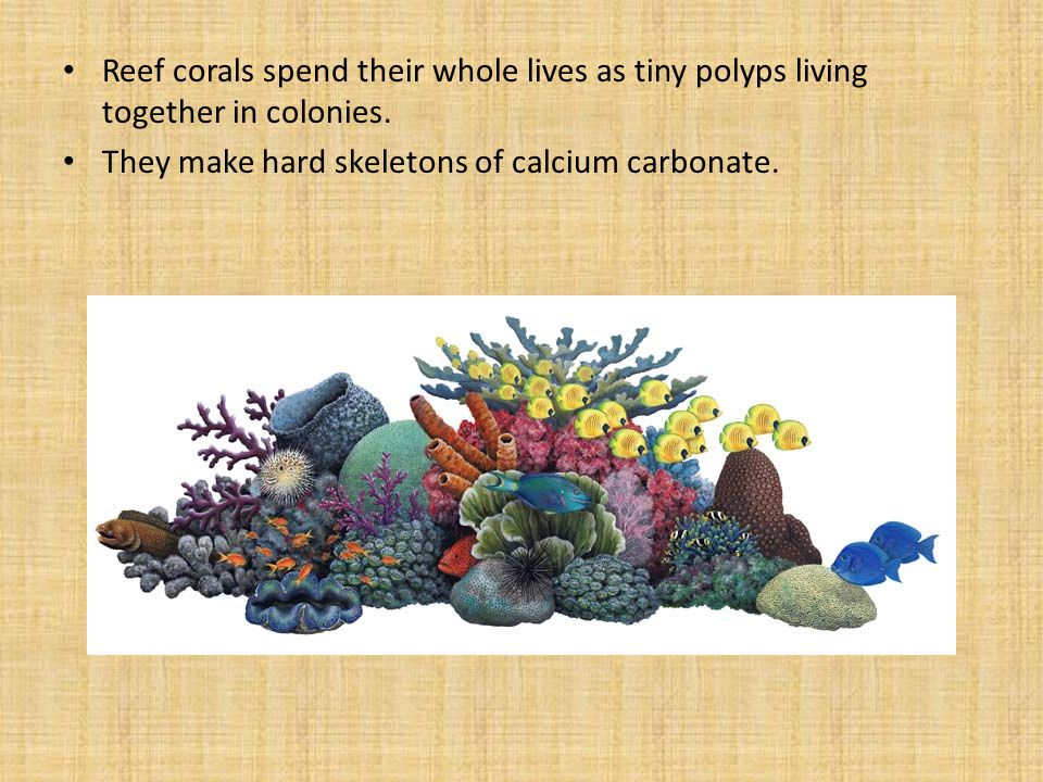 Reef corals spend their whole lives as tiny polyps living together in colonies.