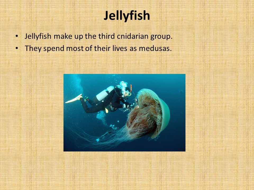 Jellyfish Jellyfish make up the third cnidarian group.
