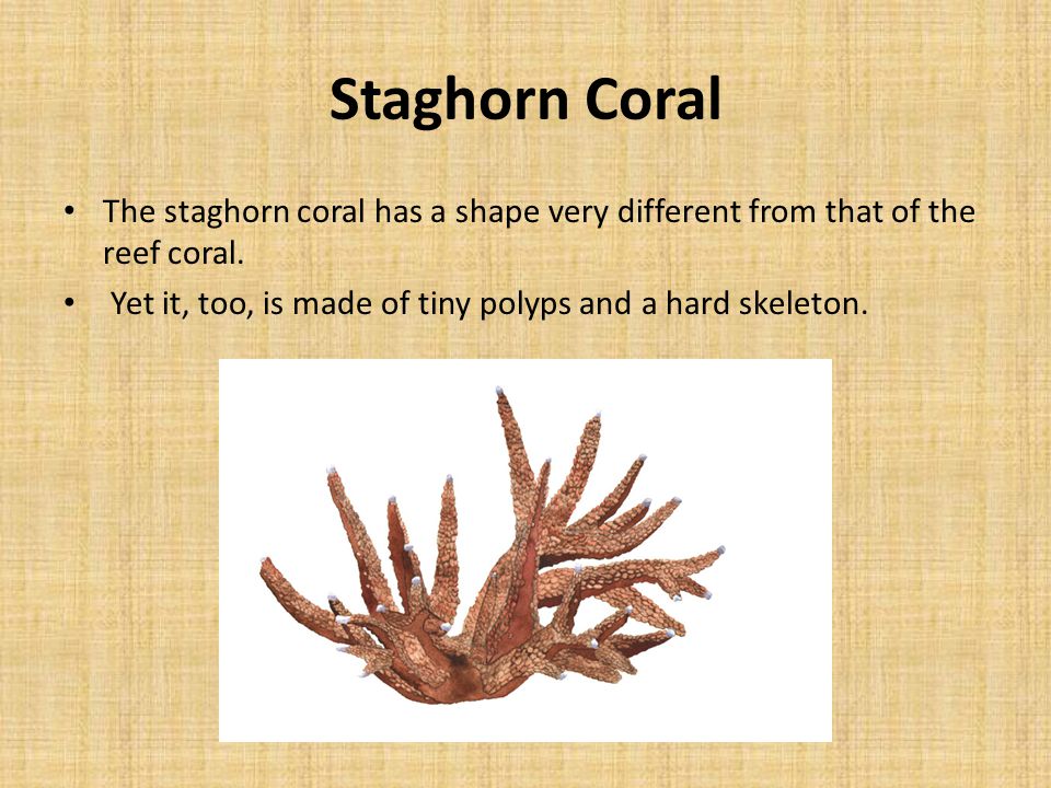 Staghorn Coral The staghorn coral has a shape very different from that of the reef coral.
