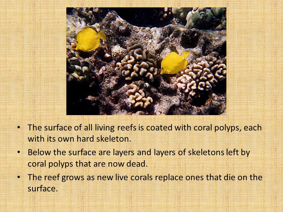 The surface of all living reefs is coated with coral polyps, each with its own hard skeleton.