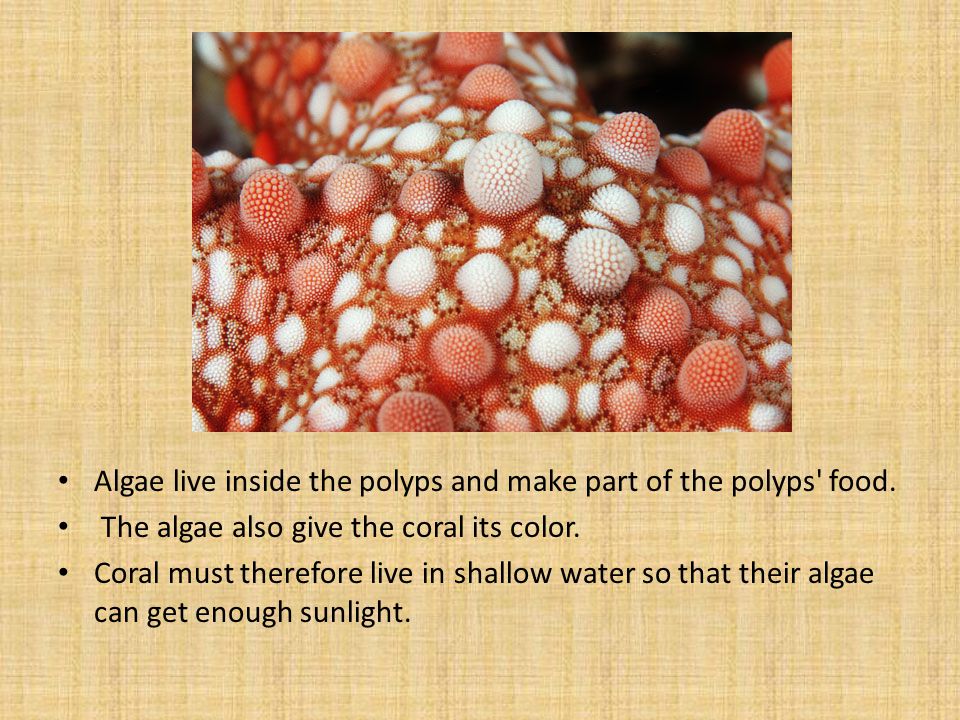 Algae live inside the polyps and make part of the polyps food.