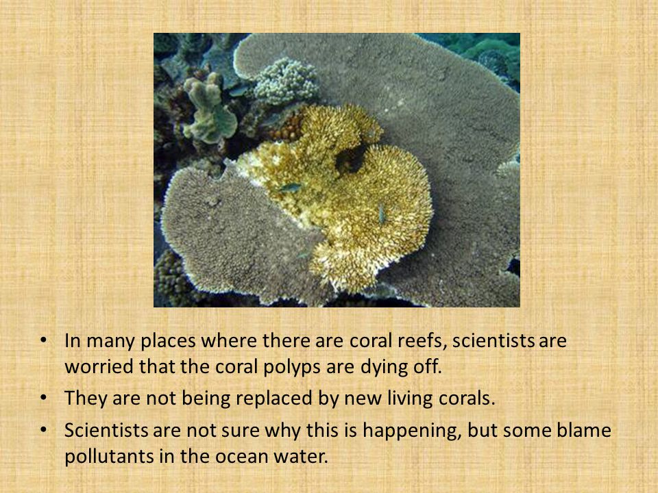 In many places where there are coral reefs, scientists are worried that the coral polyps are dying off.