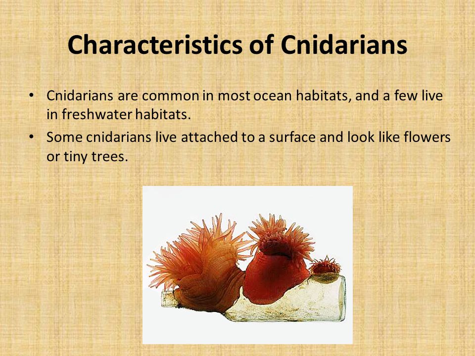 Characteristics of Cnidarians