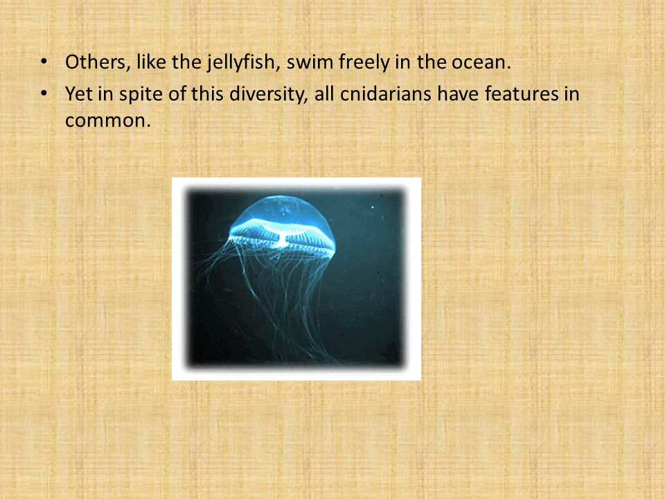 Others, like the jellyfish, swim freely in the ocean.