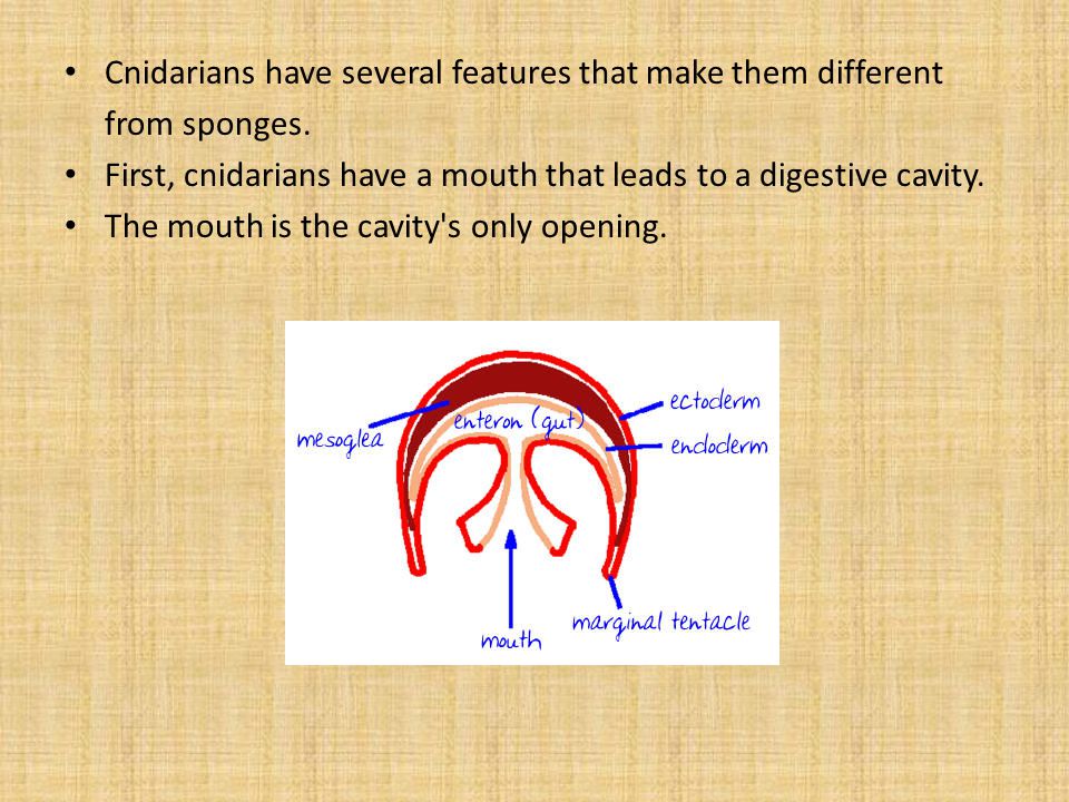 Cnidarians have several features that make them different