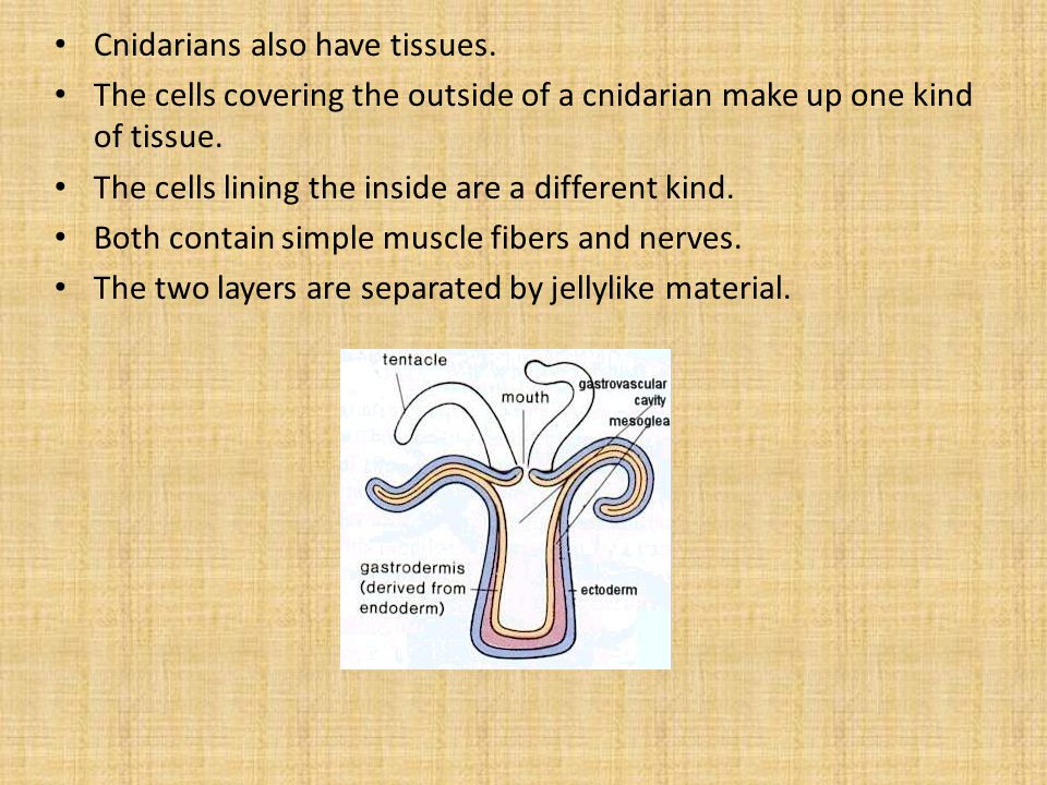 Cnidarians also have tissues.