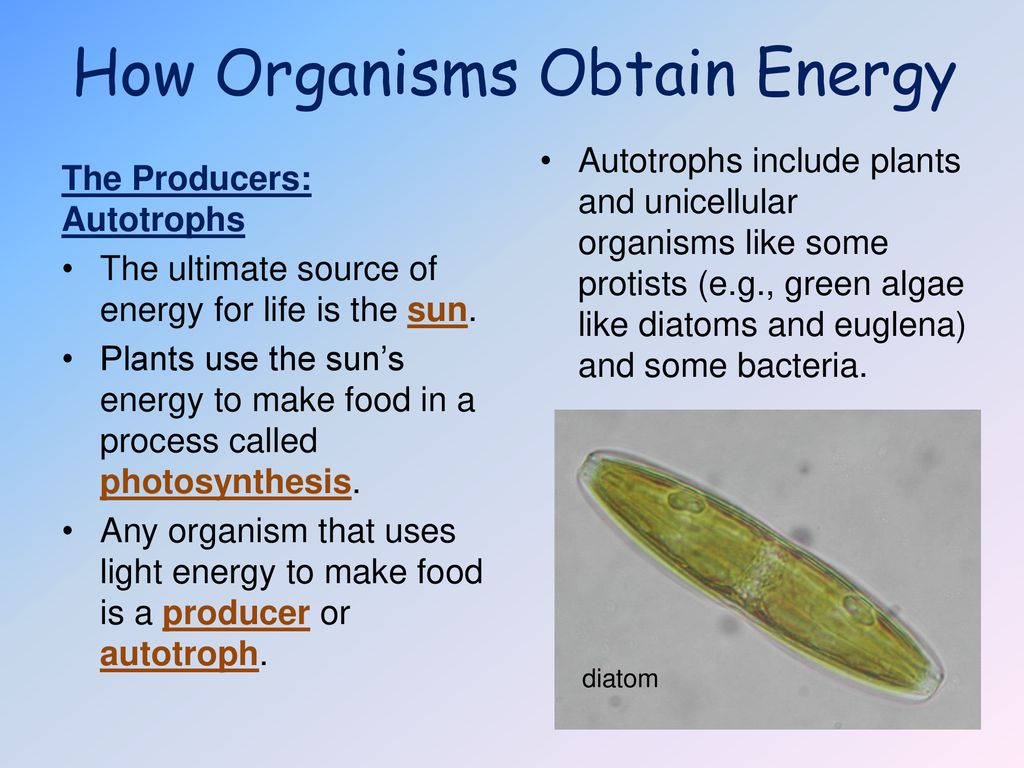 THE BIOSPHERE 3 Energy Flow. ppt download