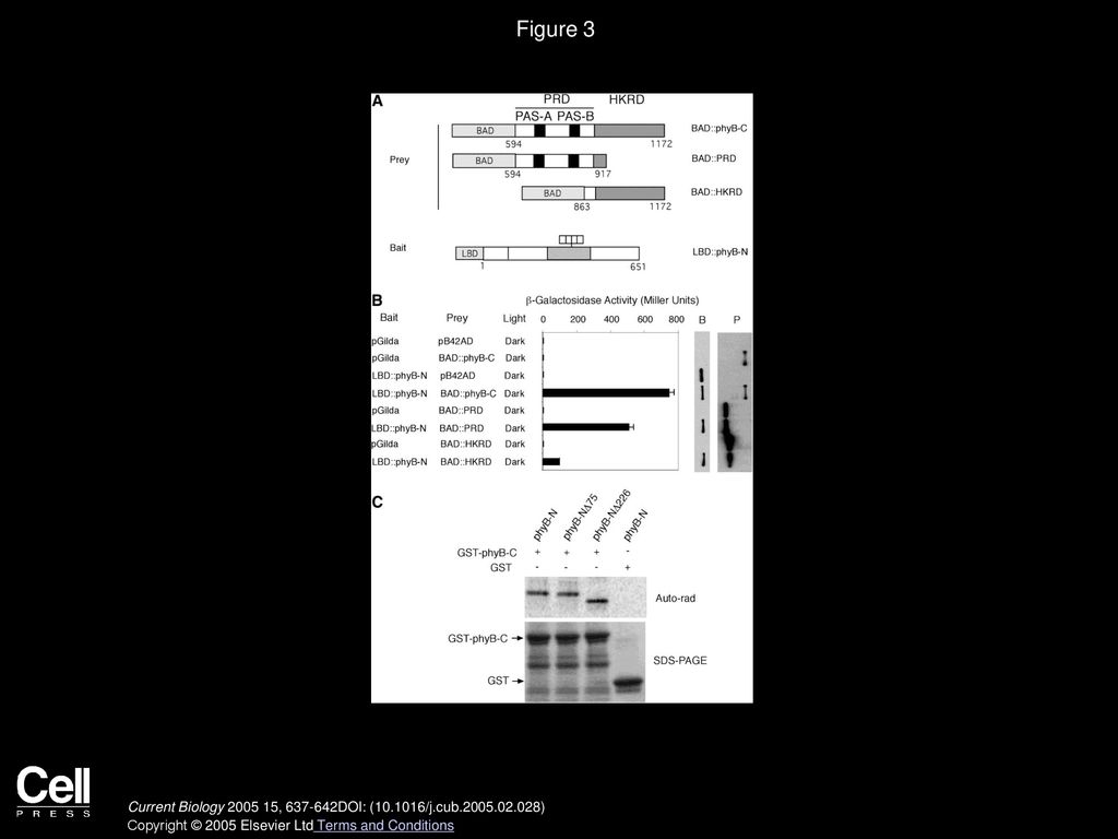 Figure 3 phyB N Terminus Interacts Mainly with the PRD