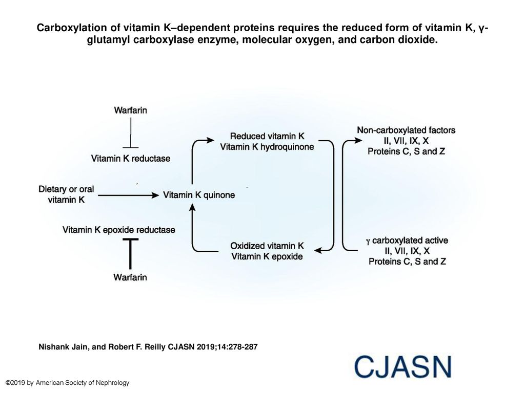 Carboxylation Of Vitamin K dependent Proteins Requires The Reduced Form carboxylation-of-vitamin-k-dependent-proteins-requires-the-reduced-form