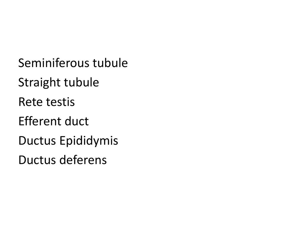 Seminiferous tubule Straight tubule Rete testis Efferent duct Ductus Epididymis Ductus deferens