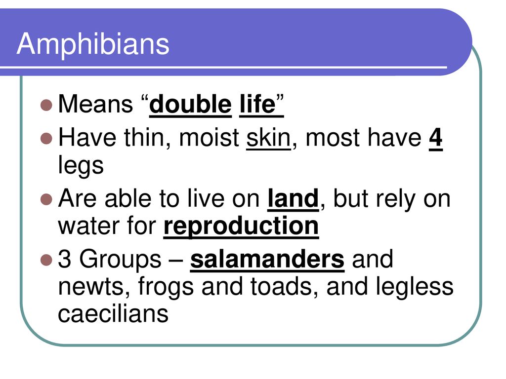 Amphibians Means “double life” Have thin, moist skin, most have 4 legs